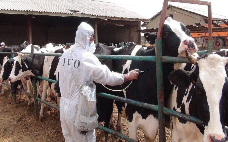 انهدام باند سرقت احشام سنگین در فاریاب